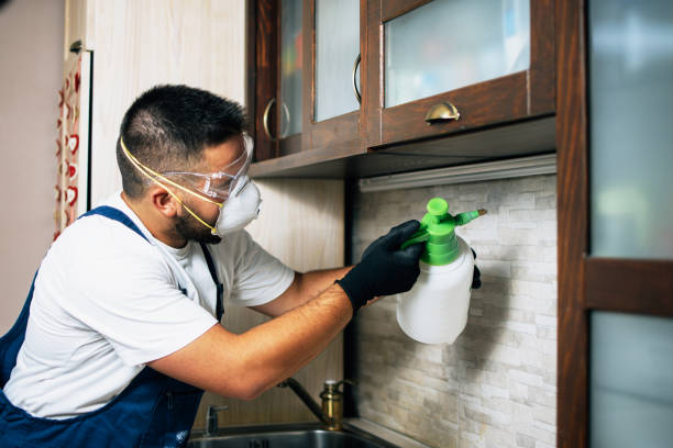 Best Mosquito Control Services  in Melrose Park, IL
