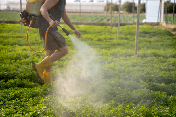 Best Pest Removal Services  in Melrose Park, IL